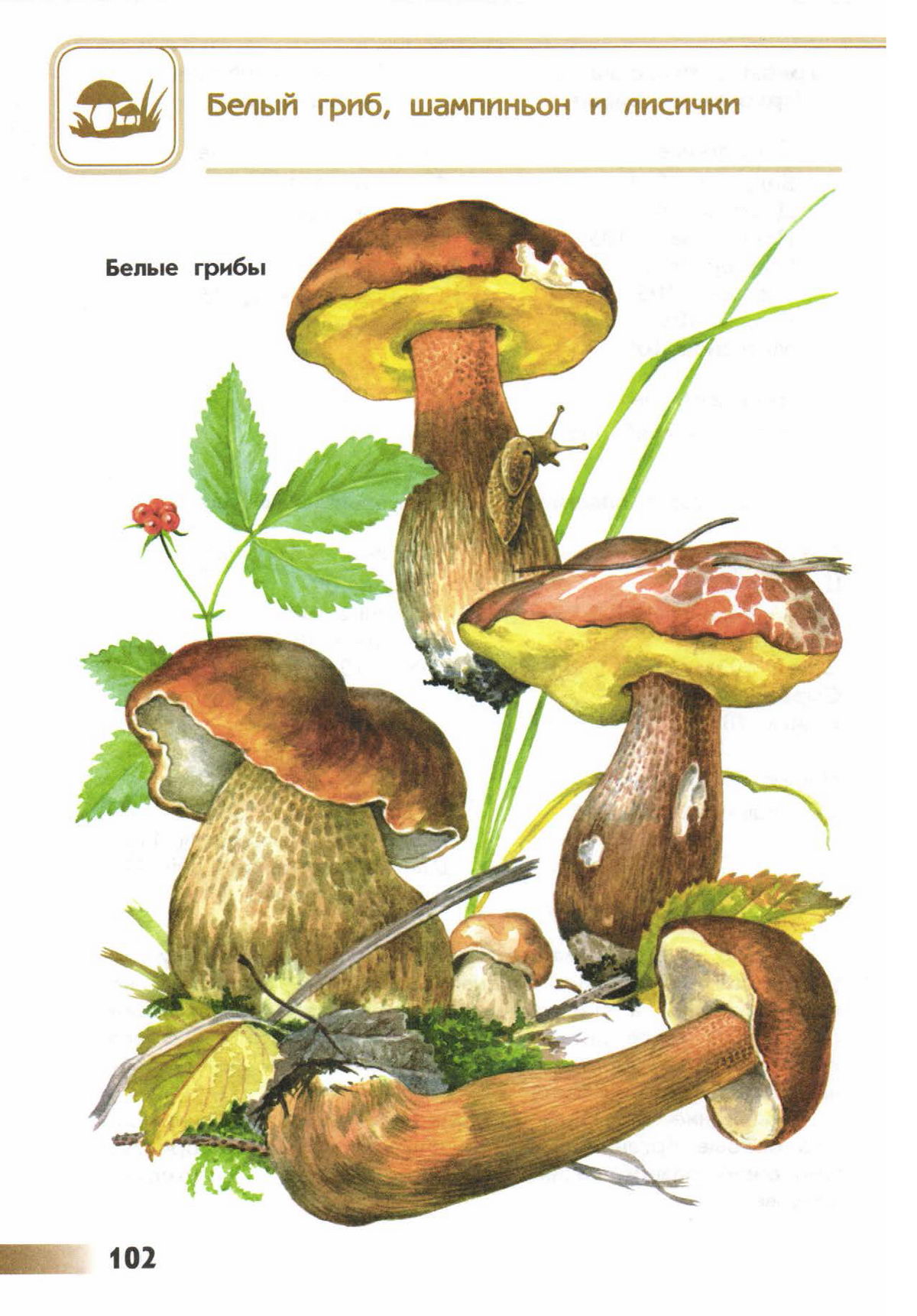 Съедобные грибы атлас определитель