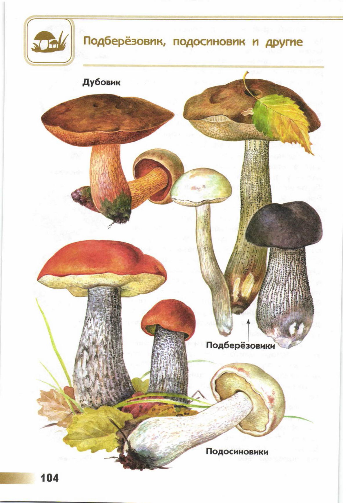 Атлас определитель съедобные и несъедобные грибы