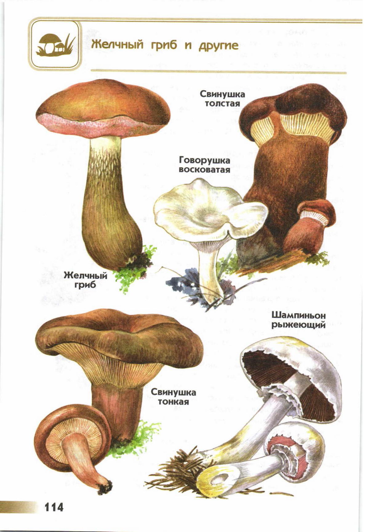 Атлас определитель съедобные и несъедобные грибы