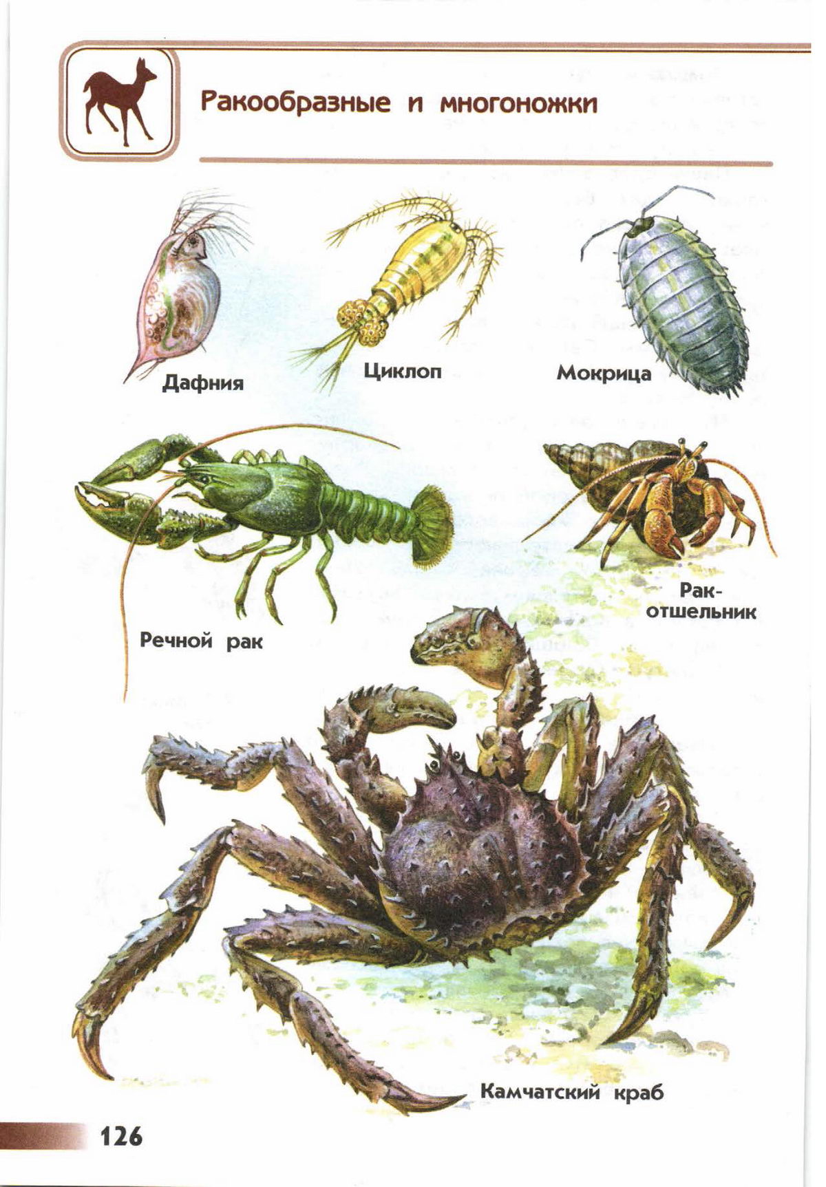 Предки ракообразных. Плешаков атлас определитель насекомые. Атлас-определитель 2 класс окружающий мир насекомые. Атлас-определитель 2 класс окружающий мир насекомые пауки. Ракообразные представители.