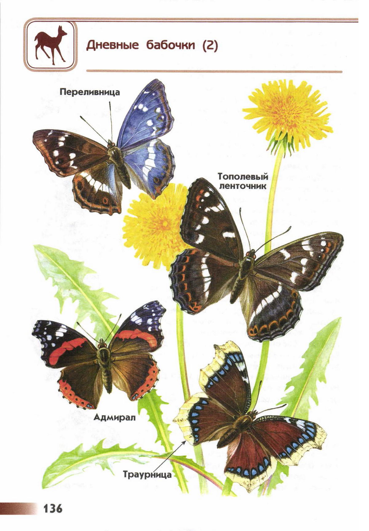 Названия бабочек с фото по окружающему миру 1 класс