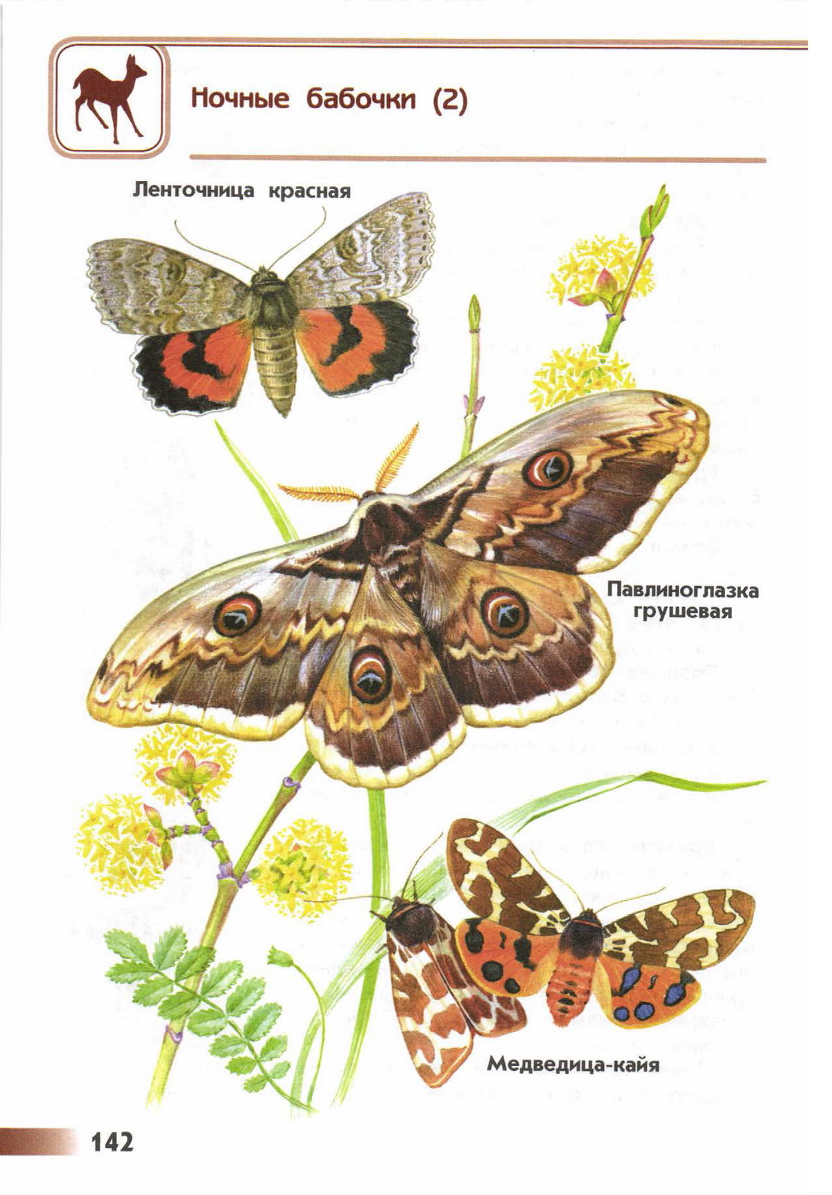 Ночные бабочки виды и названия с фото