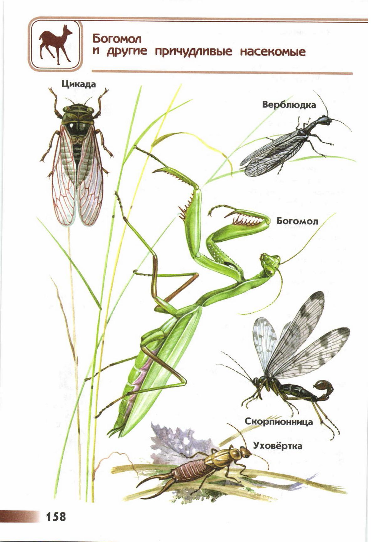 Примеры богомолов. Атлас-определитель от земли до неба 2 класс насекомые. Атлас определитель насекомые 2 класс. Плешаков атлас определитель насекомые. Атлас-определитель от земли до неба 2 класс окружающий насекомые.