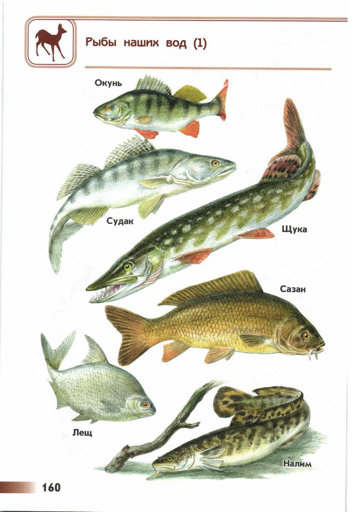 рыбы рек фото с названиями