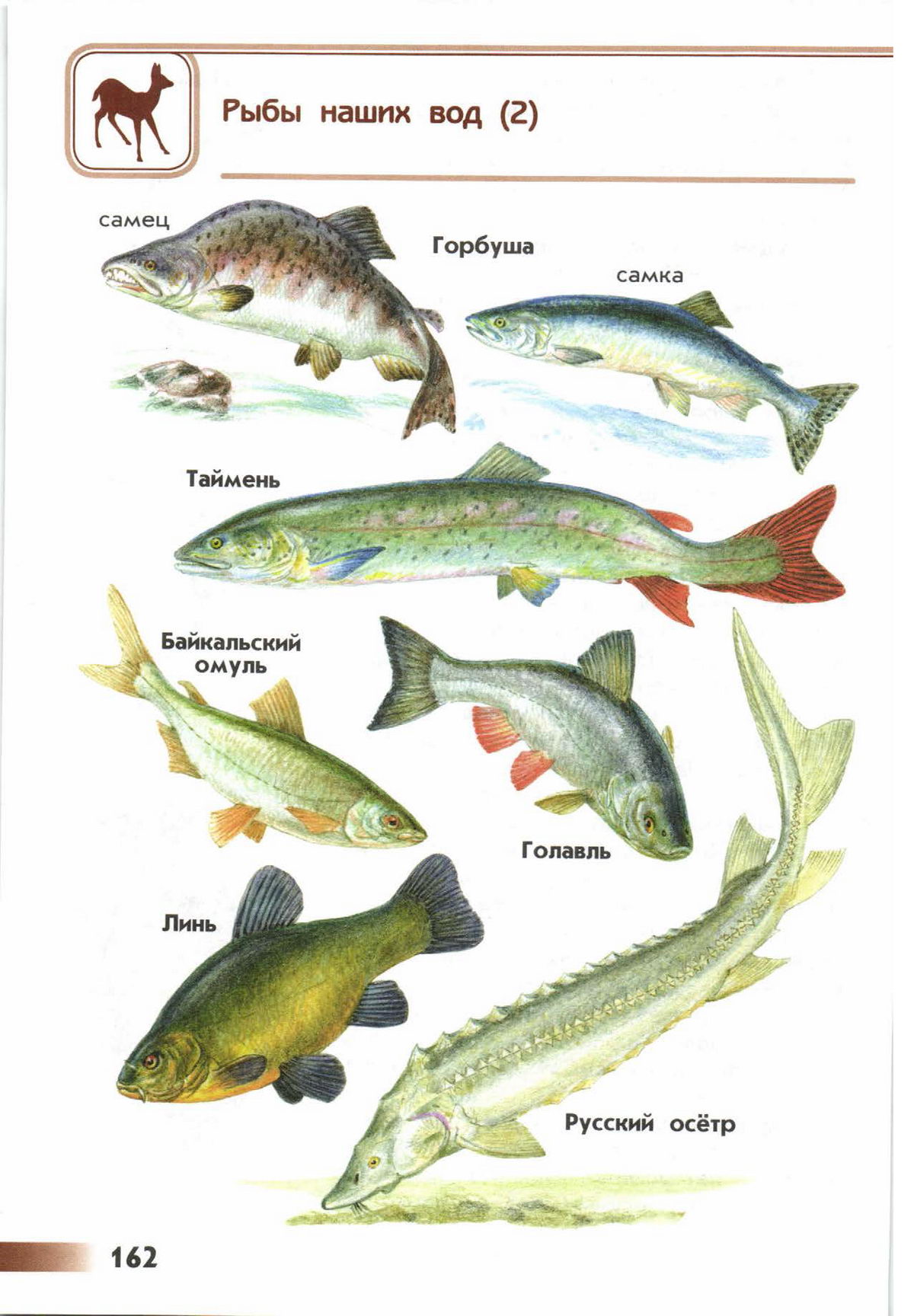 Рыбы примеры 3 класс. Атлас определитель от земли до неба рыбы. Атлас определитель Плешаков рыбы. Атлас определитель 4 класс окружающий мир рыбы. Атлас определитель рыбы 1 класс морские рыбы.