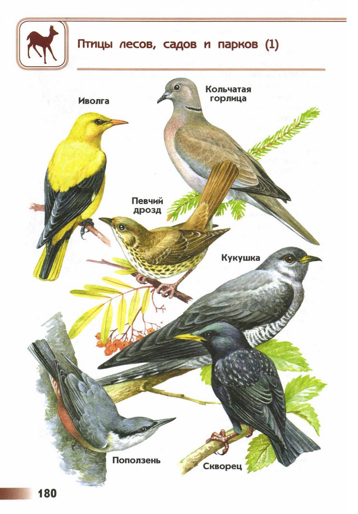 Лесные птицы: [фото, названия, описание и разновидности птиц]