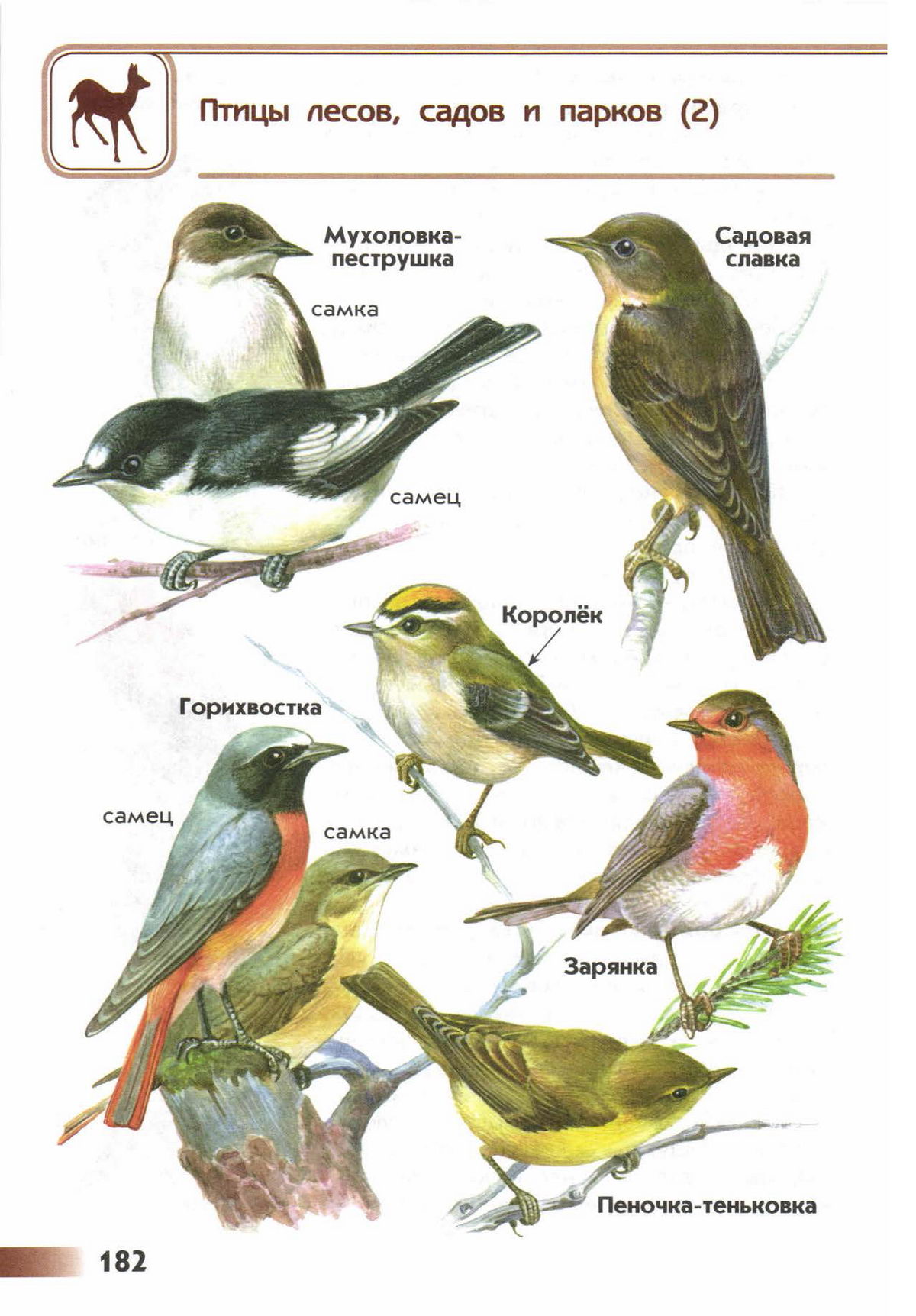 Птицы наших лесов фото с названиями и описанием для детей
