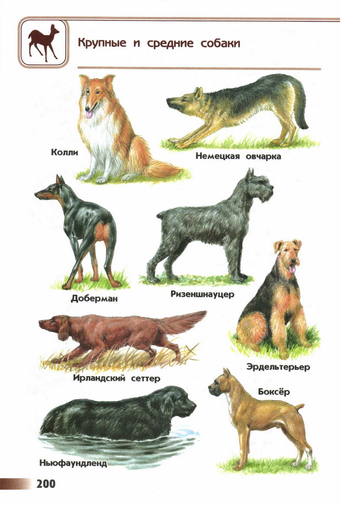 Атлас определитель от земли до неба породы собак крупные собаки