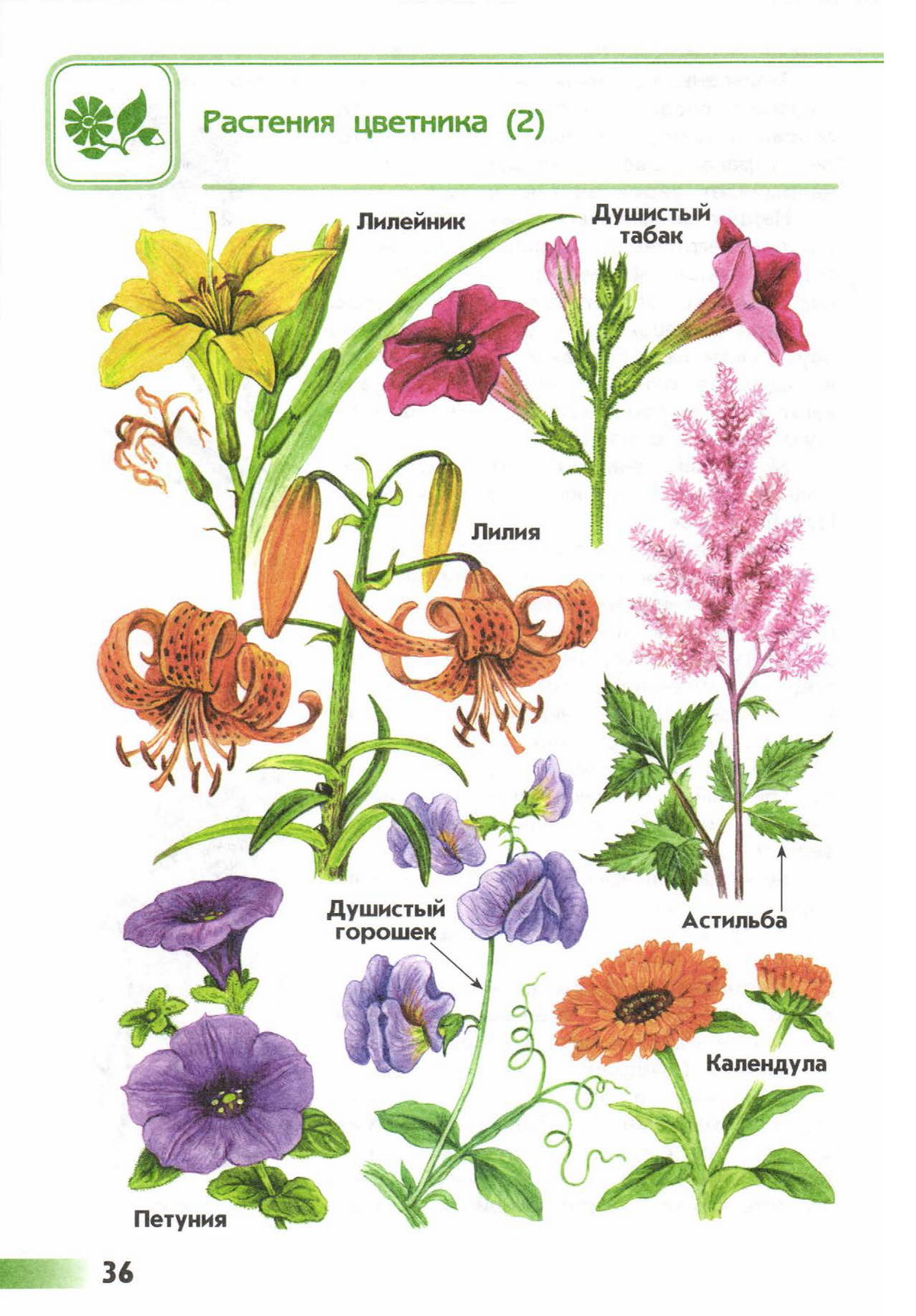 Атлас определитель цветковые растения примеры