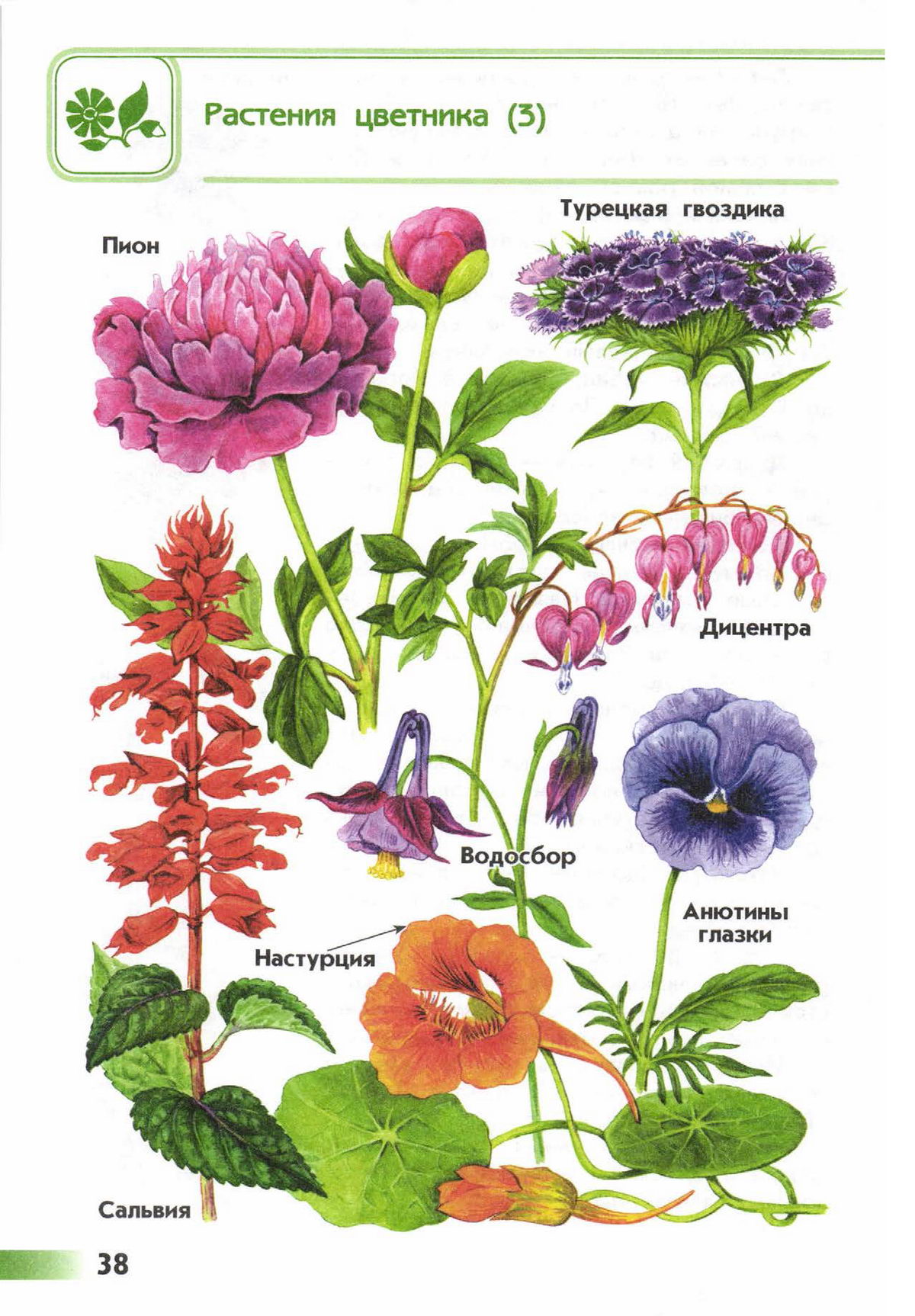 Атлас определитель 3 класс цветковые растения