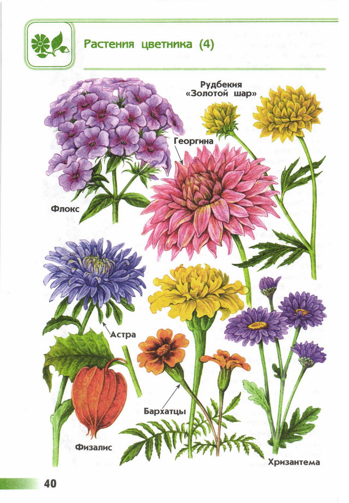 Растения цветника атлас определитель 1 класс